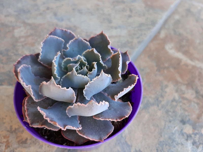Una foto de Echeveria shaviana