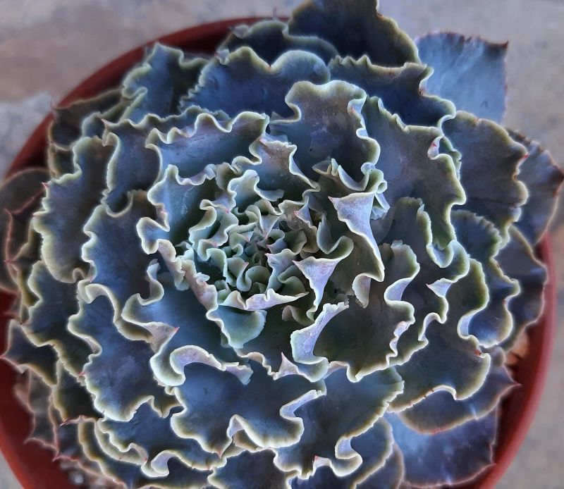 Una foto de Echeveria cv. Truffles