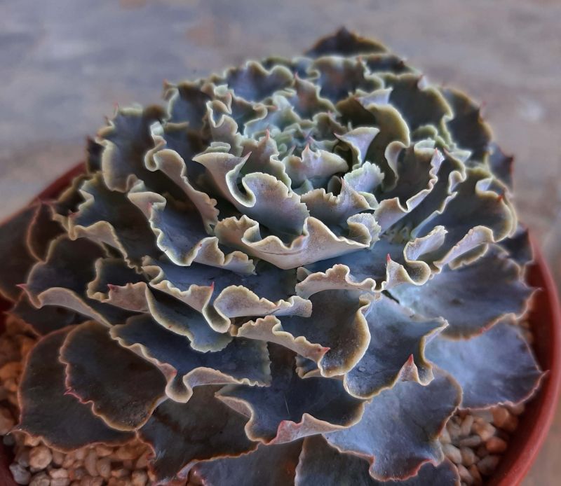 Una foto de Echeveria cv. Truffles