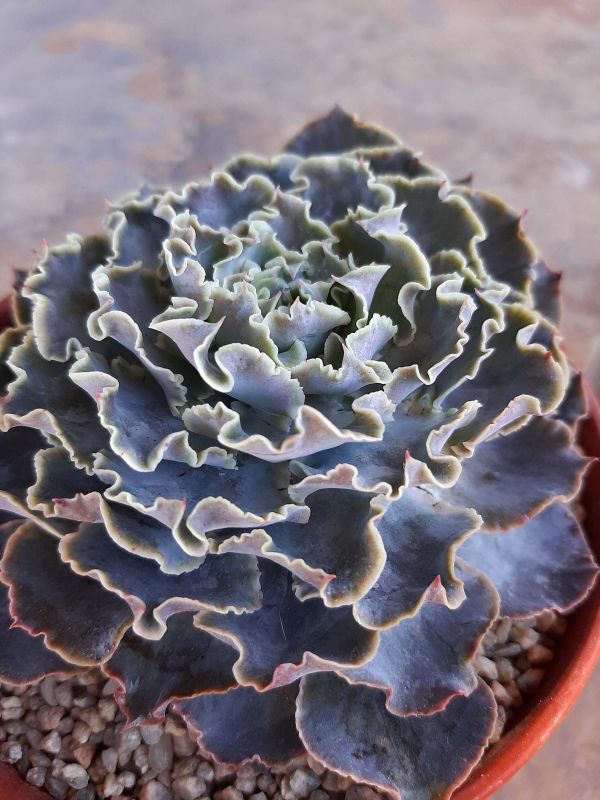 Una foto de Echeveria cv. Truffles