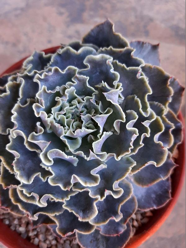 Una foto de Echeveria cv. Truffles
