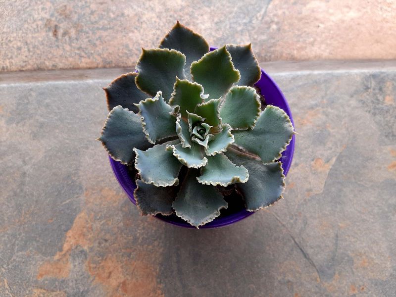 Una foto de Echeveria shaviana