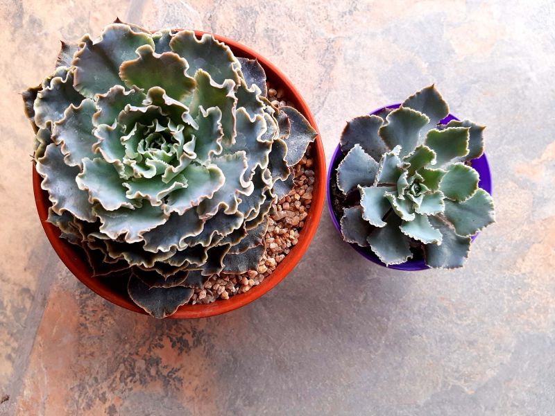 Una foto de Echeveria shaviana