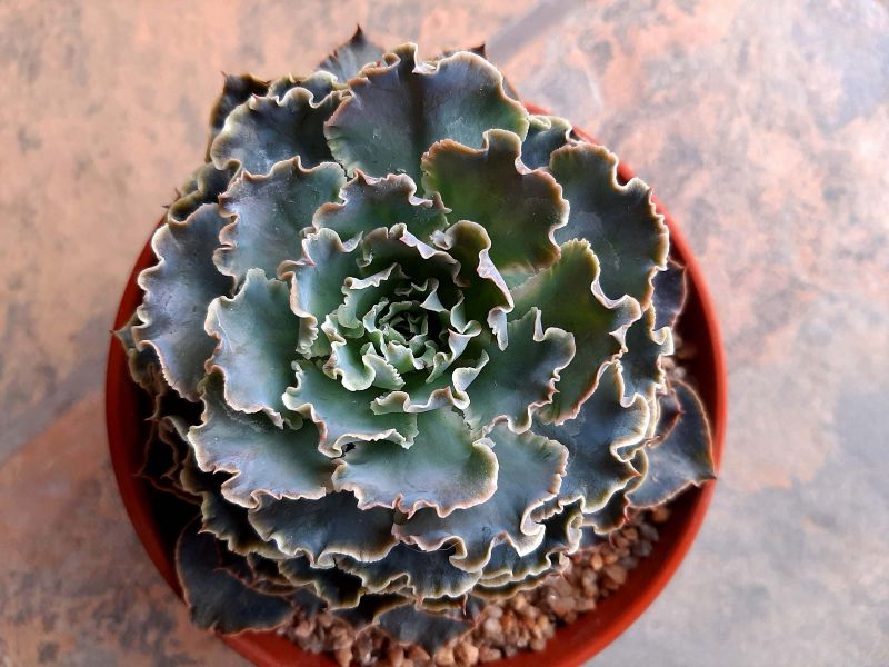 Una foto de Echeveria cv. Truffles
