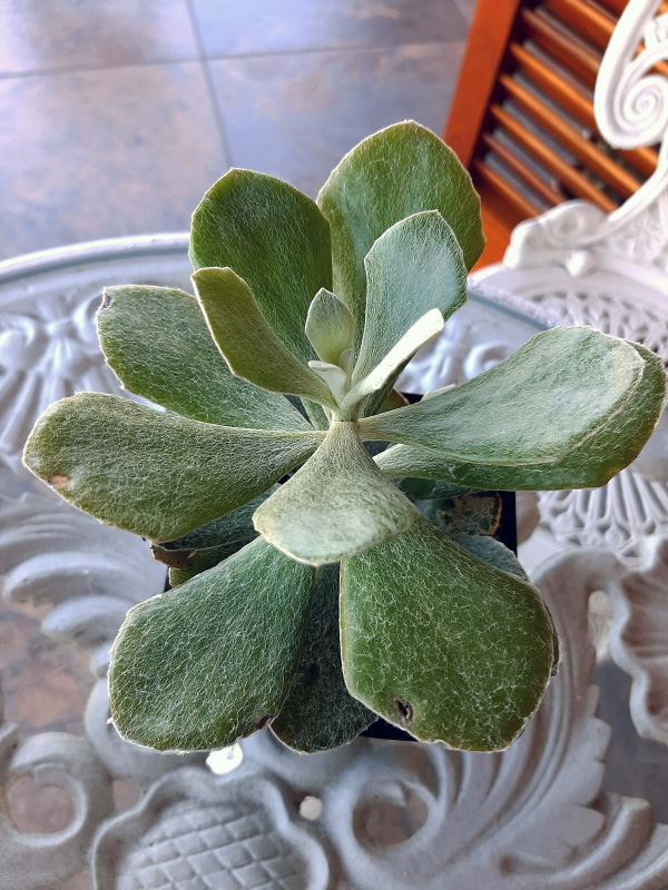 A photo of Senecio medley-woodii  