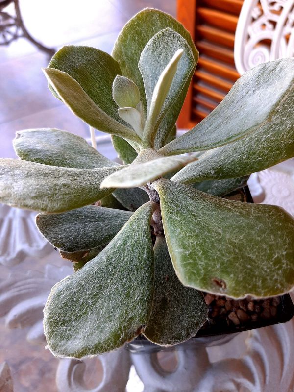 A photo of Senecio medley-woodii  