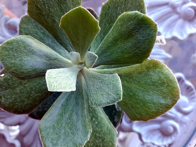 A photo of Senecio medley-woodii  