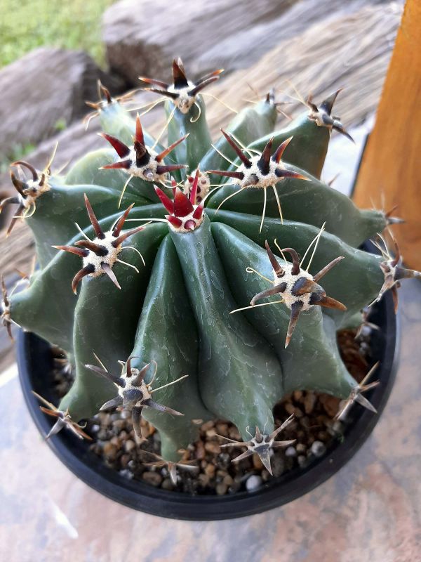 Una foto de Ferocactus peninsulae fma. brevispina