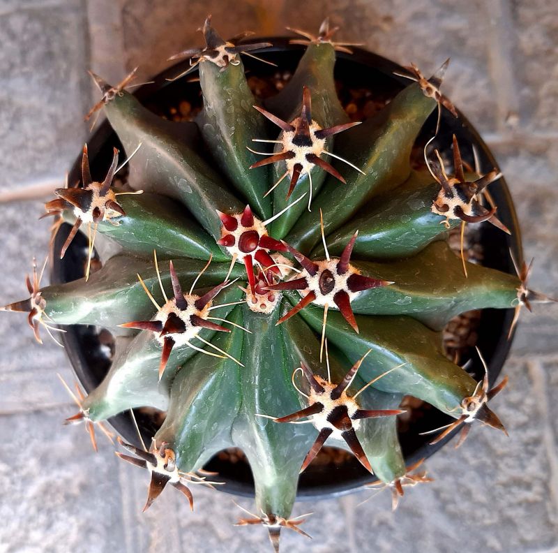 Una foto de Ferocactus peninsulae fma. brevispina