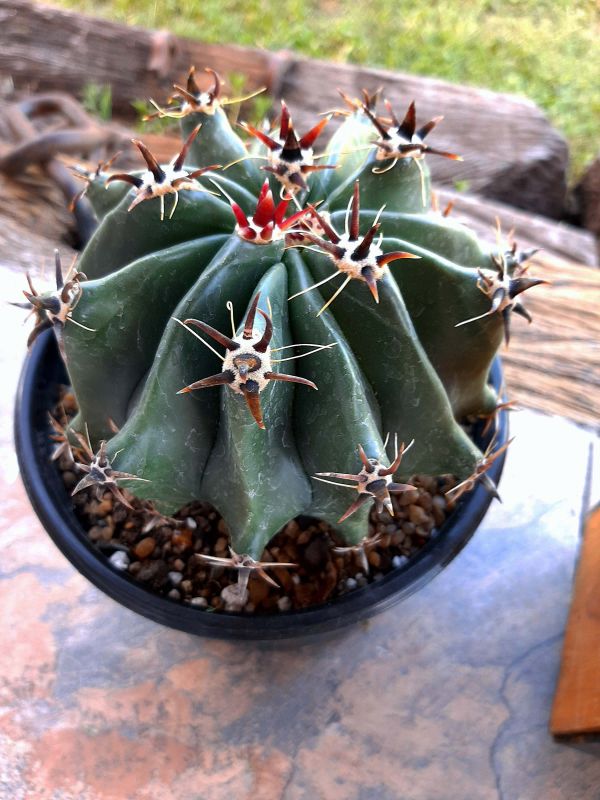 Una foto de Ferocactus peninsulae fma. brevispina