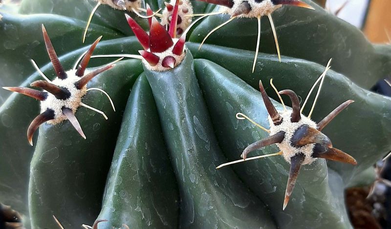Una foto de Ferocactus peninsulae fma. brevispina