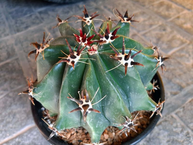 Una foto de Ferocactus peninsulae fma. brevispina