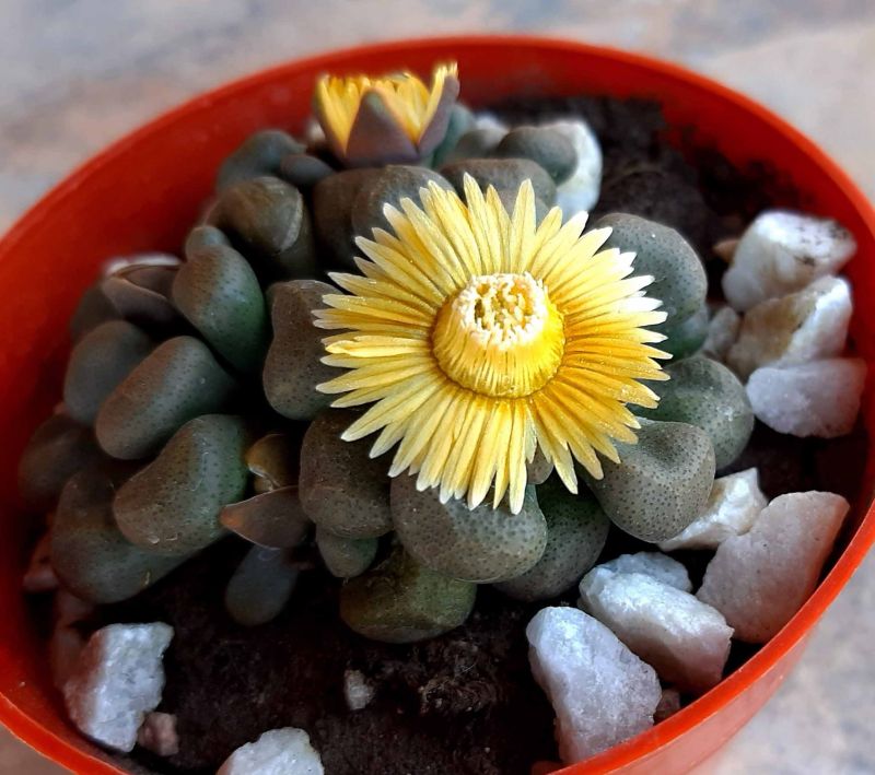 A photo of Aloinopsis schooneesii