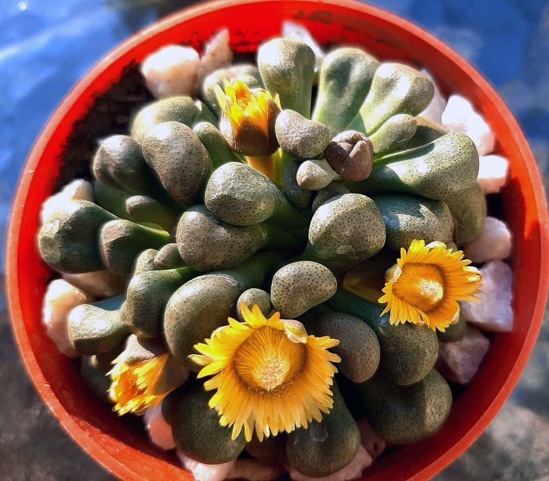 A photo of Aloinopsis schooneesii