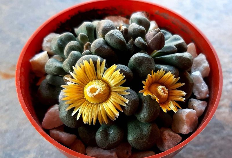 A photo of Aloinopsis schooneesii