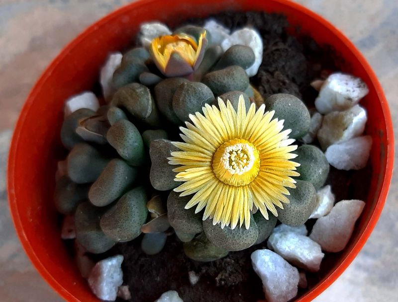 A photo of Aloinopsis schooneesii