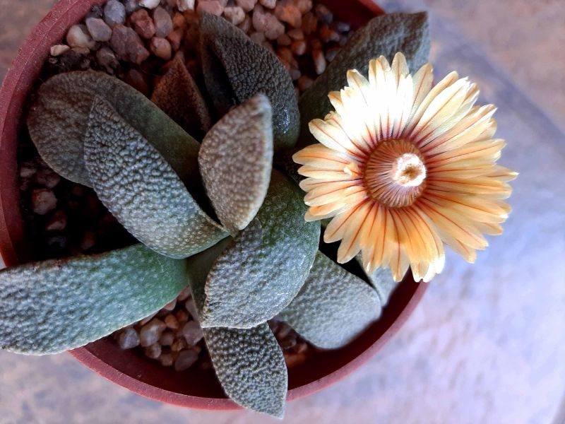 A photo of Aloinopsis rubrolineata