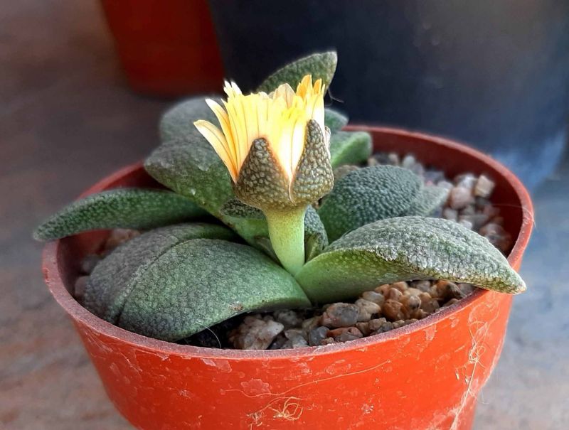 A photo of Aloinopsis rubrolineata