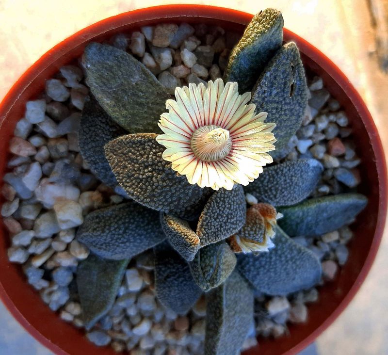 A photo of Aloinopsis rubrolineata