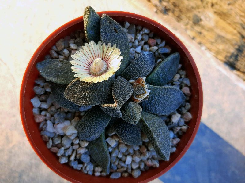 A photo of Aloinopsis rubrolineata