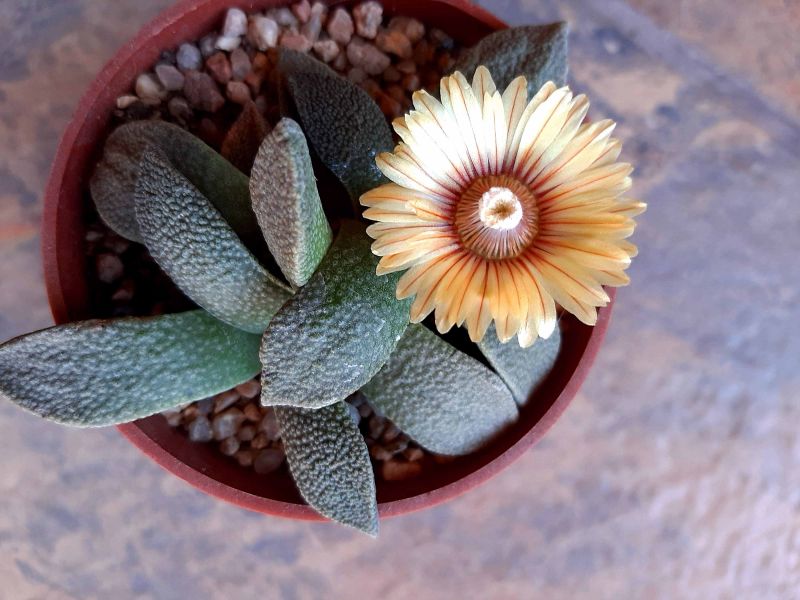 A photo of Aloinopsis rubrolineata