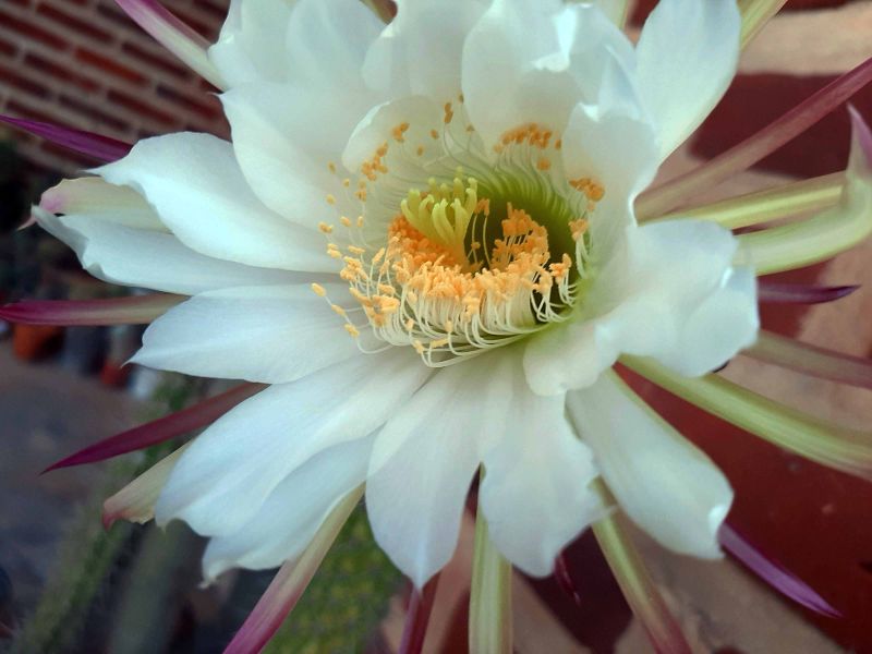 Una foto de Echinopsis thelegona