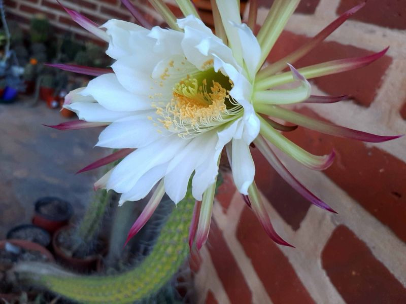 Una foto de Echinopsis thelegona