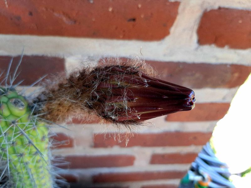 Una foto de Echinopsis thelegona