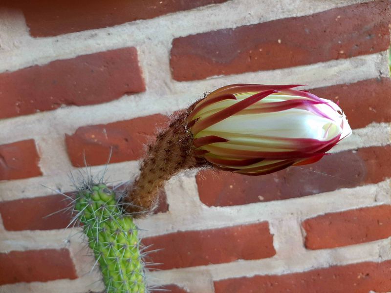 Una foto de Echinopsis thelegona