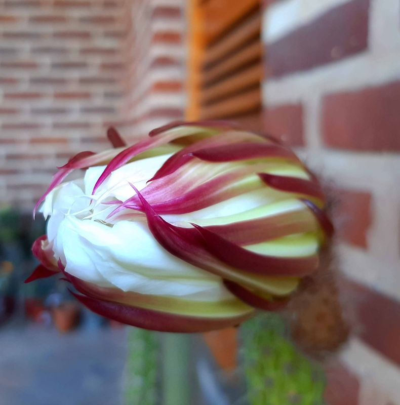 Una foto de Echinopsis thelegona