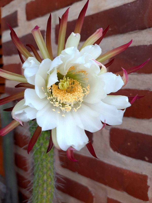 Una foto de Echinopsis thelegona
