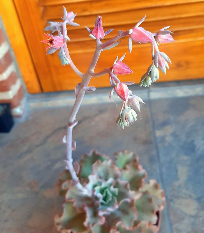 Una foto de Echeveria cv. red ruffles
