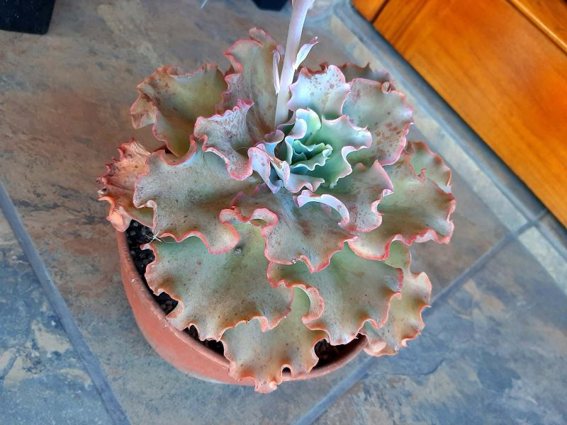 Una foto de Echeveria cv. red ruffles