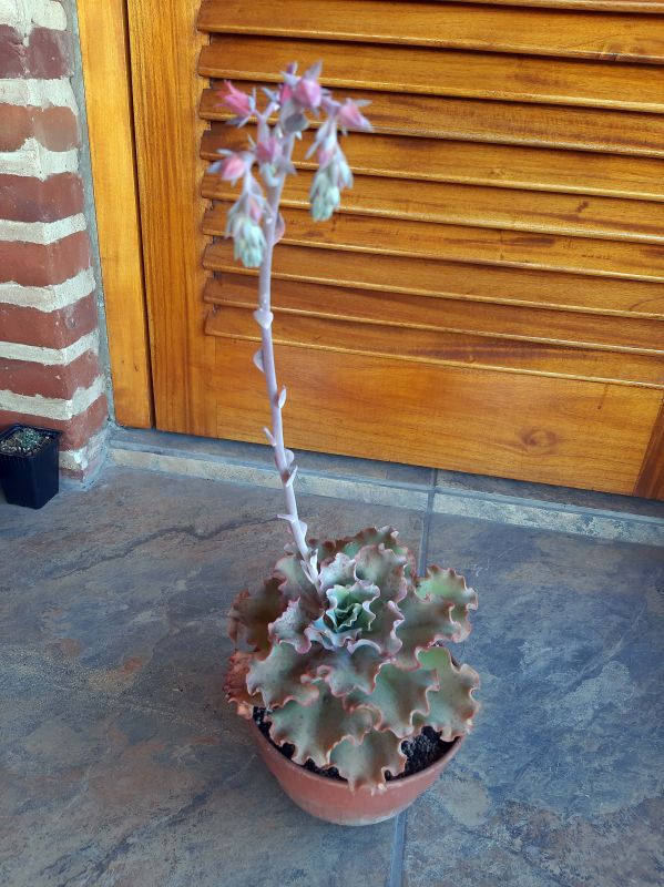 Una foto de Echeveria cv. red ruffles
