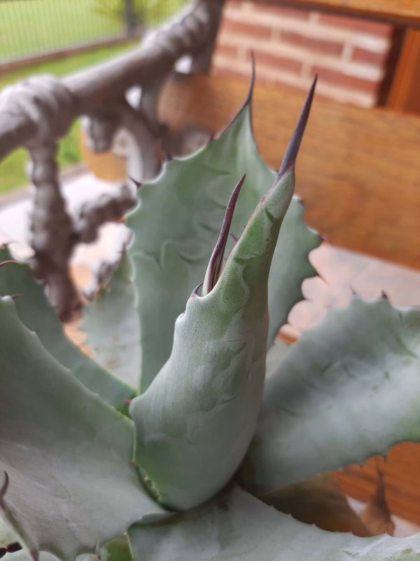 A photo of Agave colorata