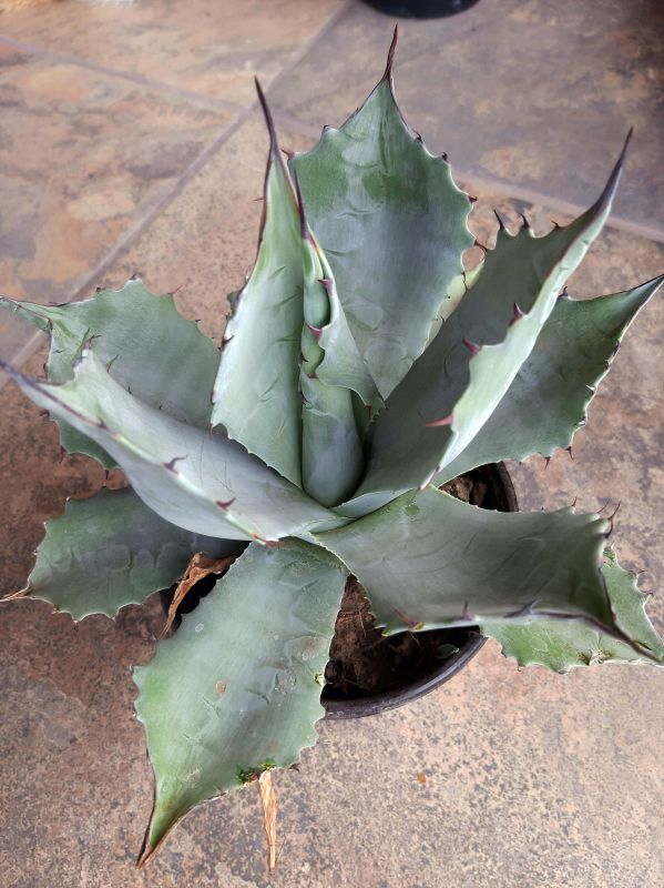 A photo of Agave colorata