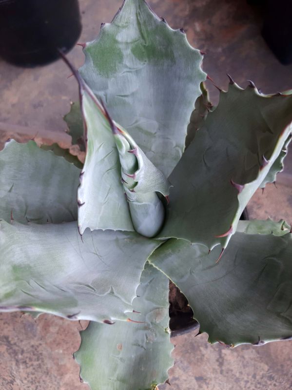 A photo of Agave colorata