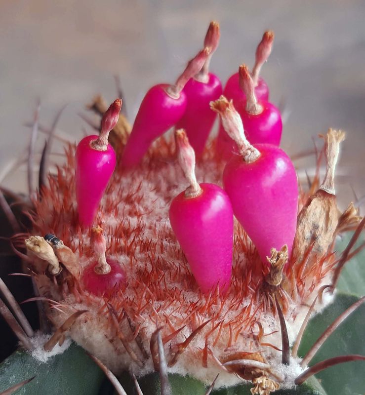 A photo of Melocactus curvispinus