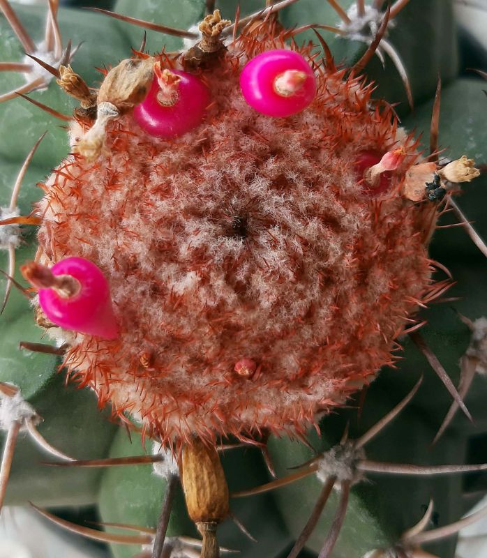 A photo of Melocactus curvispinus