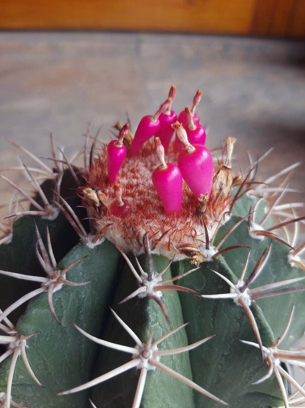A photo of Melocactus curvispinus