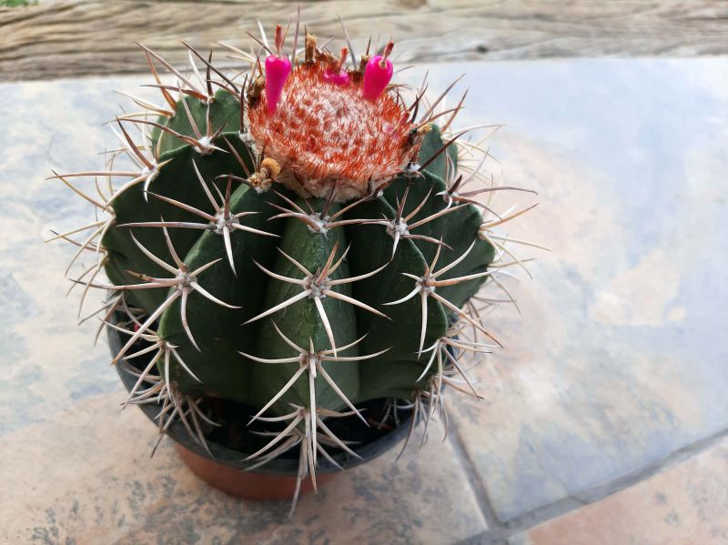 A photo of Melocactus curvispinus
