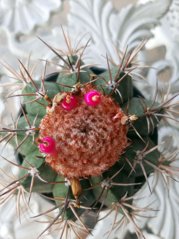 A photo of Melocactus curvispinus
