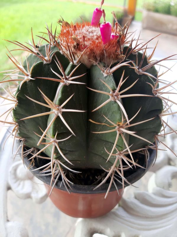 A photo of Melocactus curvispinus