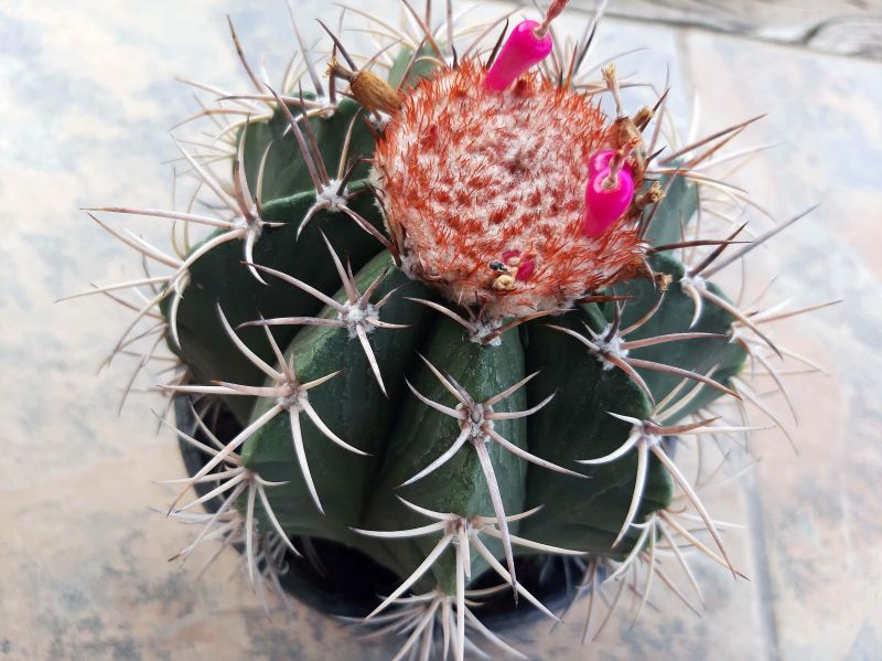 A photo of Melocactus curvispinus