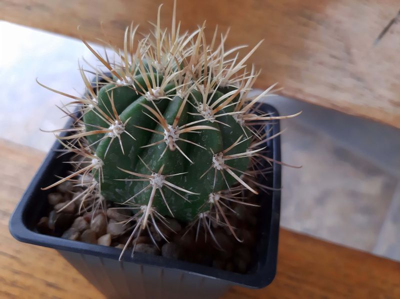 Una foto de Coleocephalocereus goebelianus