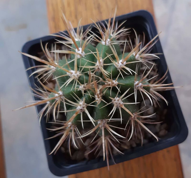 Una foto de Coleocephalocereus goebelianus