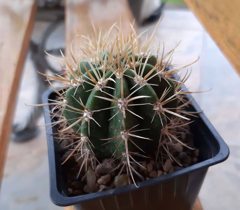 Una foto de Coleocephalocereus goebelianus
