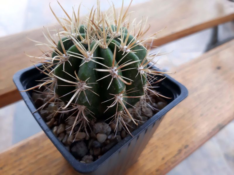 Una foto de Coleocephalocereus goebelianus