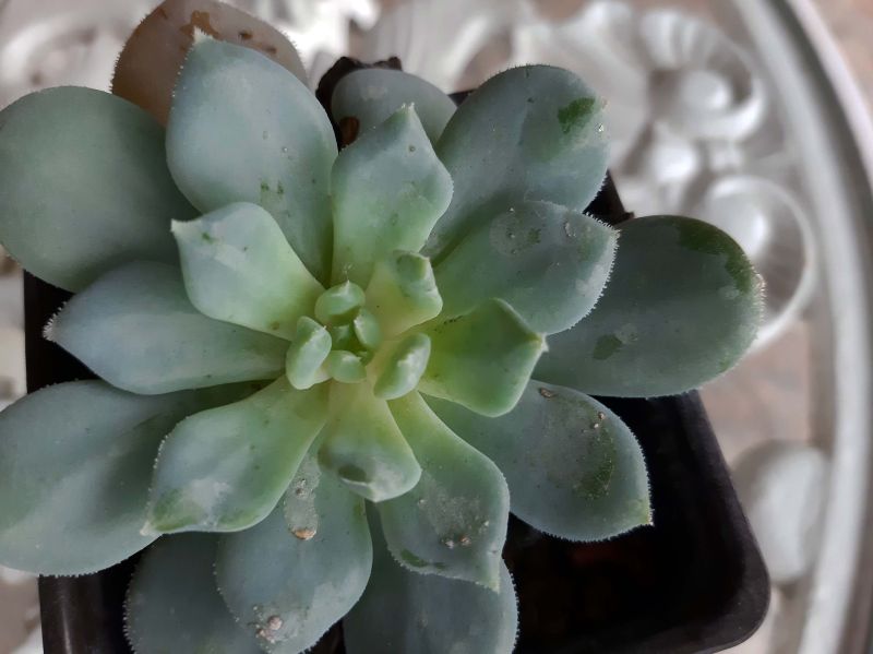 A photo of Echeveria Humberto Villa  (HIBRIDO)