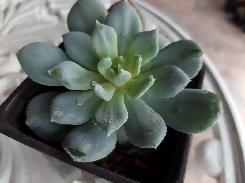 A photo of Echeveria Humberto Villa  (HIBRIDO)